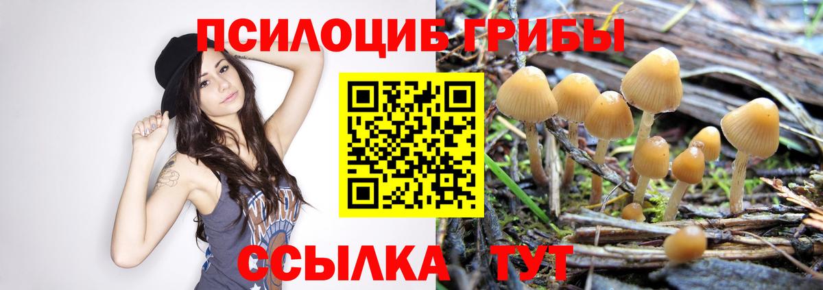 Галлюциногенные грибы Psilocybine cubensis Шарыпово